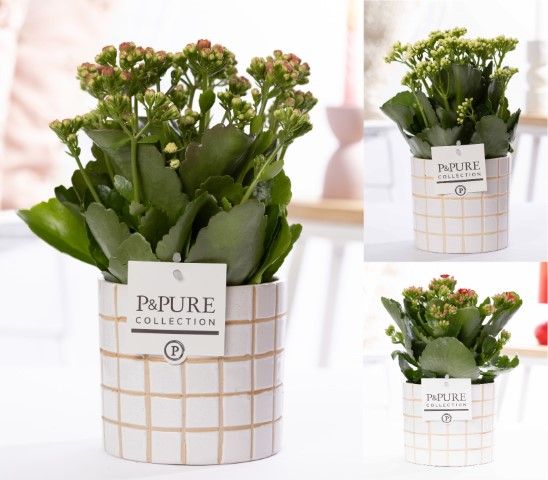 Kalanchoe mix in P&PURE Tirza Ceramics, D 12