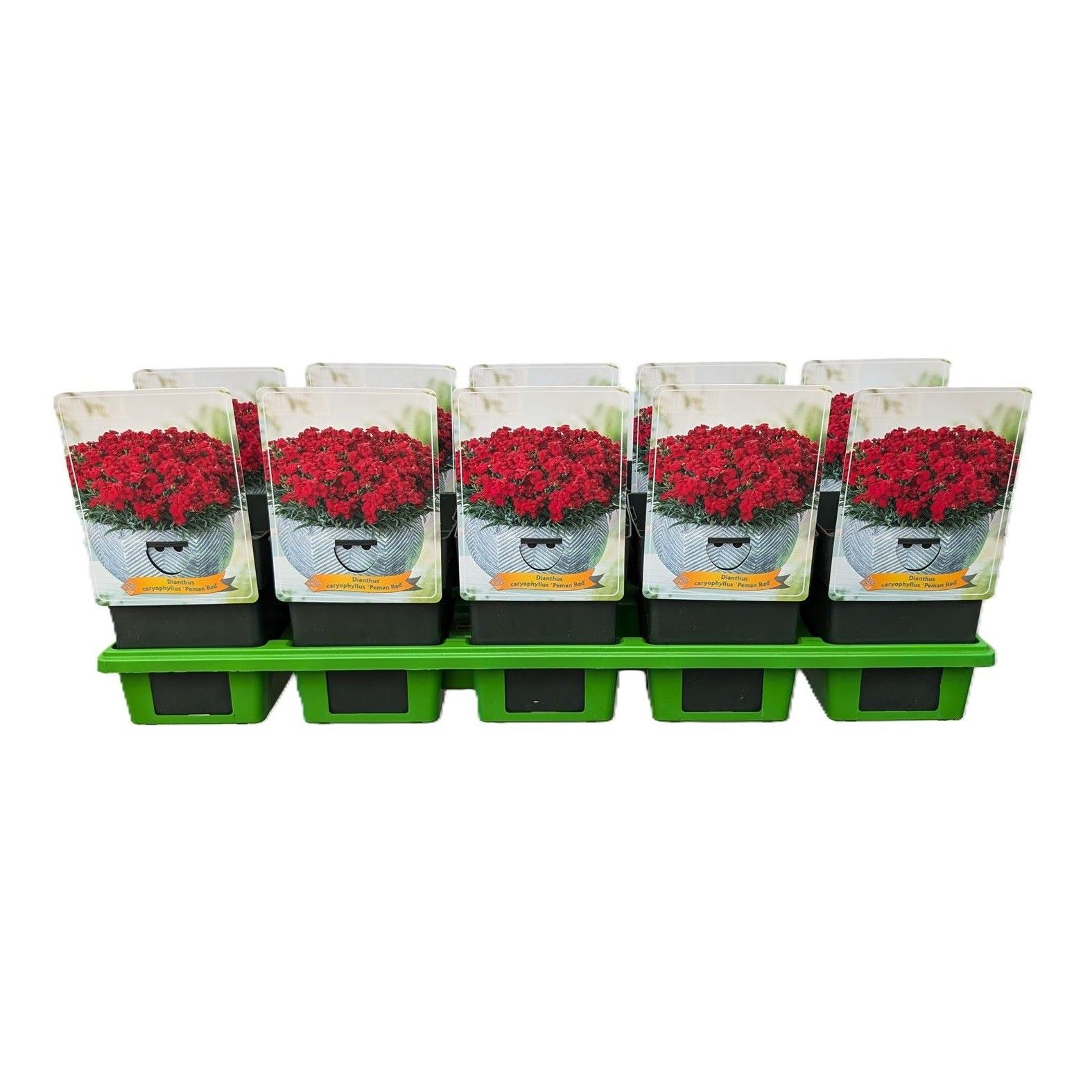 Dianthus caryophyllus 'Peman Red' P11, D 11 cm