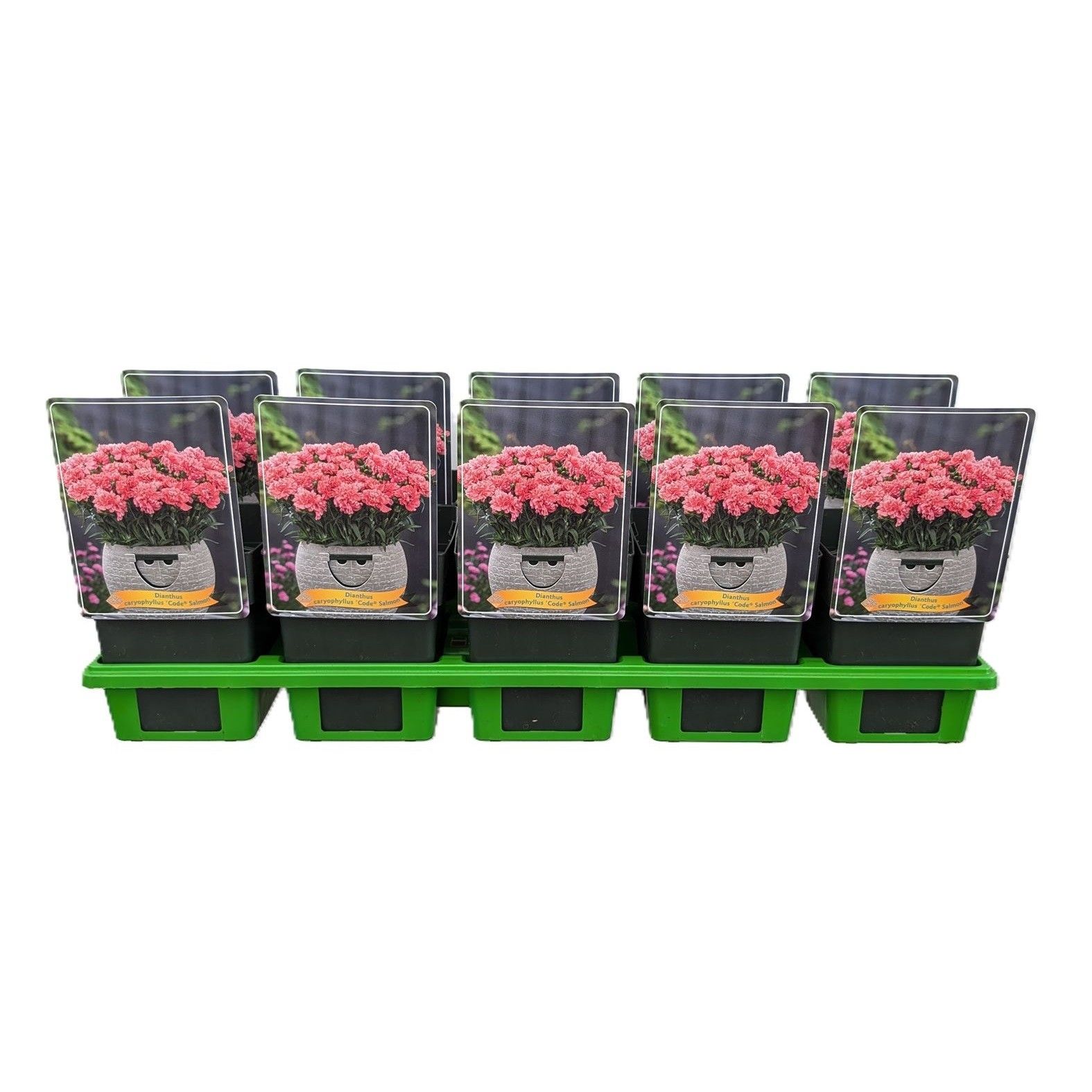 Dianthus caryophyllus Code ® 'Salmon' P11, D 11