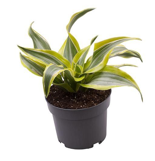 DRACAENA DRACO 'LEMON SURPRISE' 589012, D 12