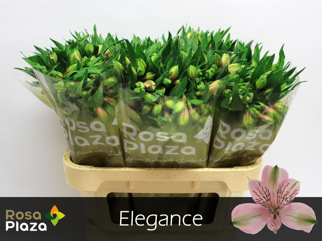 Альстромерия Элеганс, шт.