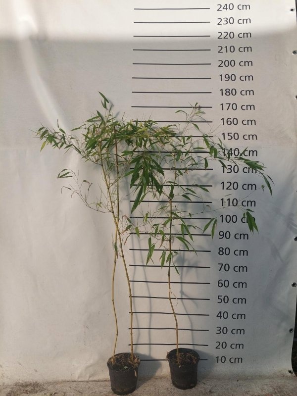 Phyllostachys aureos. 'Spectabilis', D 17