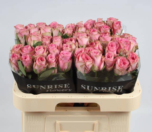 Роза од. Ренесанс 60, шт.