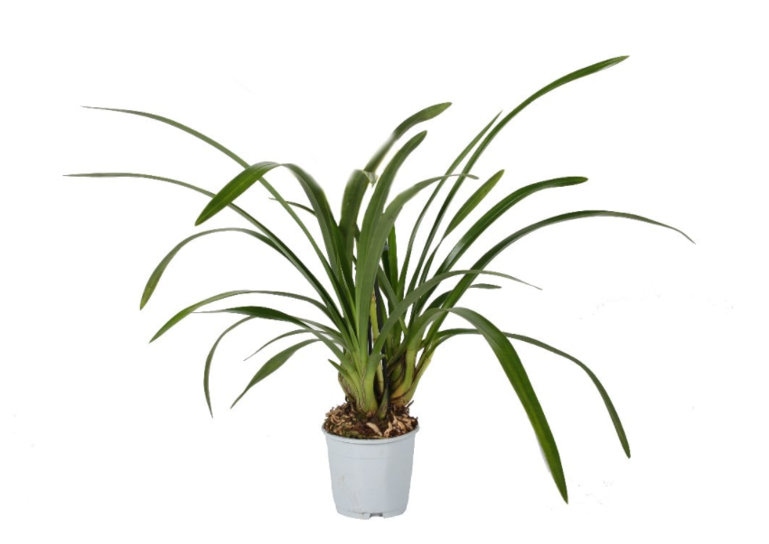 Cymbidium P12, Halfwas, D 14