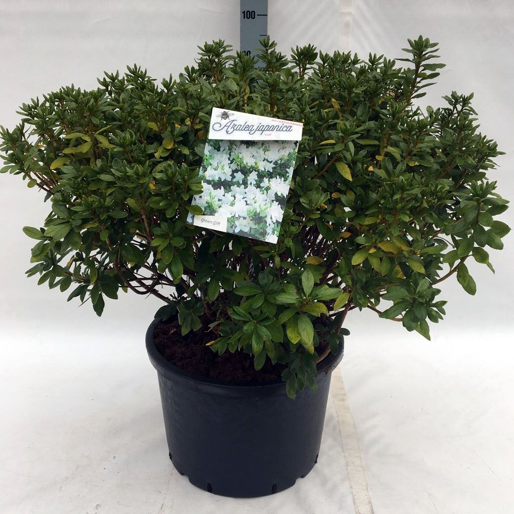 Rhodo. (AJ) 'Luzi' white, D 45