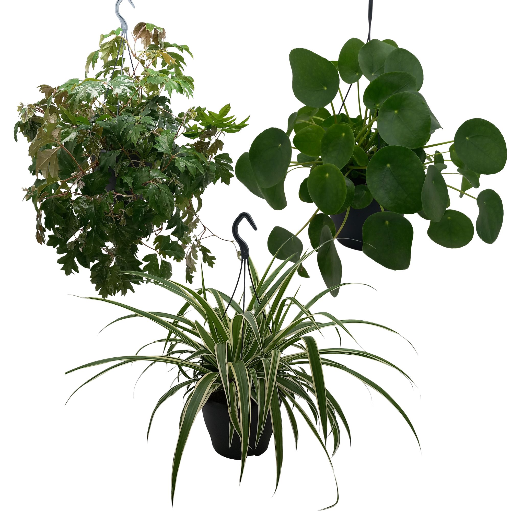 Cissus Ellen Danica, Pilea Peperomioides, Chlorophytum Vittatum, D 19