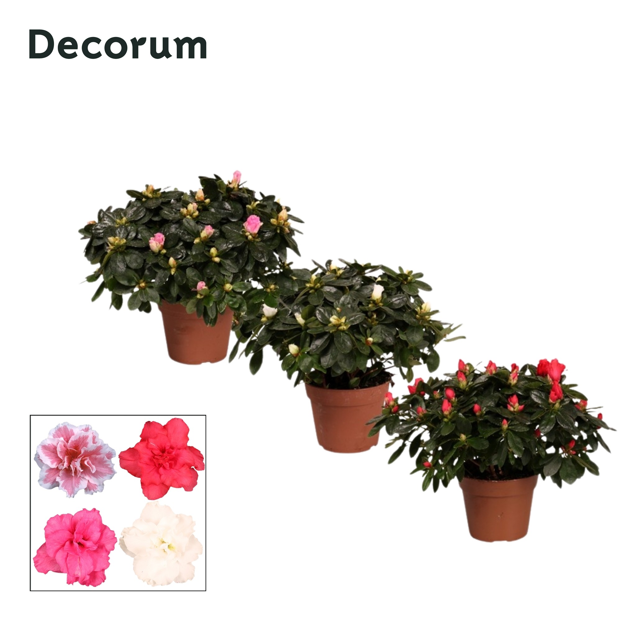Azalea 'gemengd' 30 - 32 cm Decorum, D 14