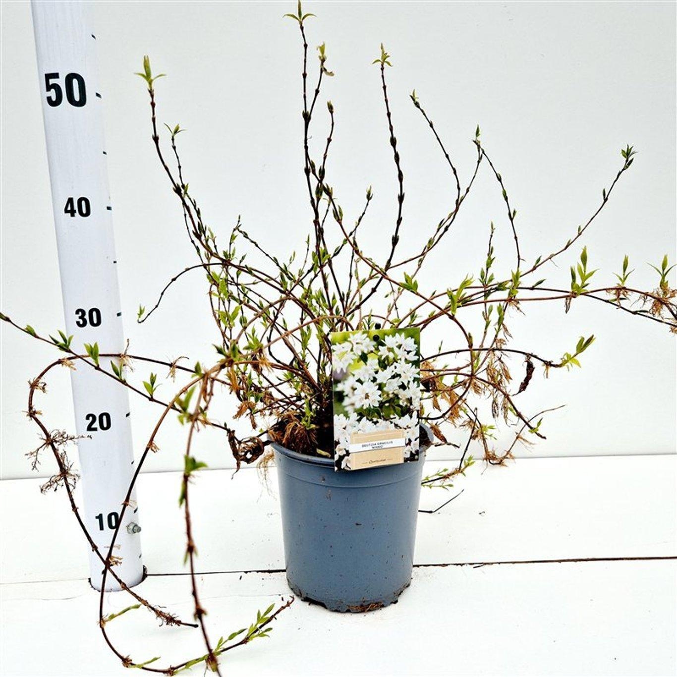 Deutzia gracilis 'Nikko', D 17