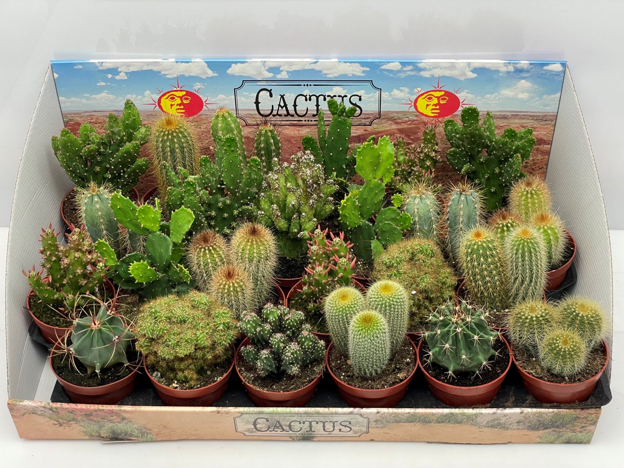 102D Cactus gemengd 8,5 cm, D 8,5