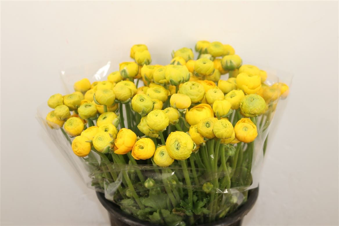 Ранункулус Элеганс Еллоу 40, шт.