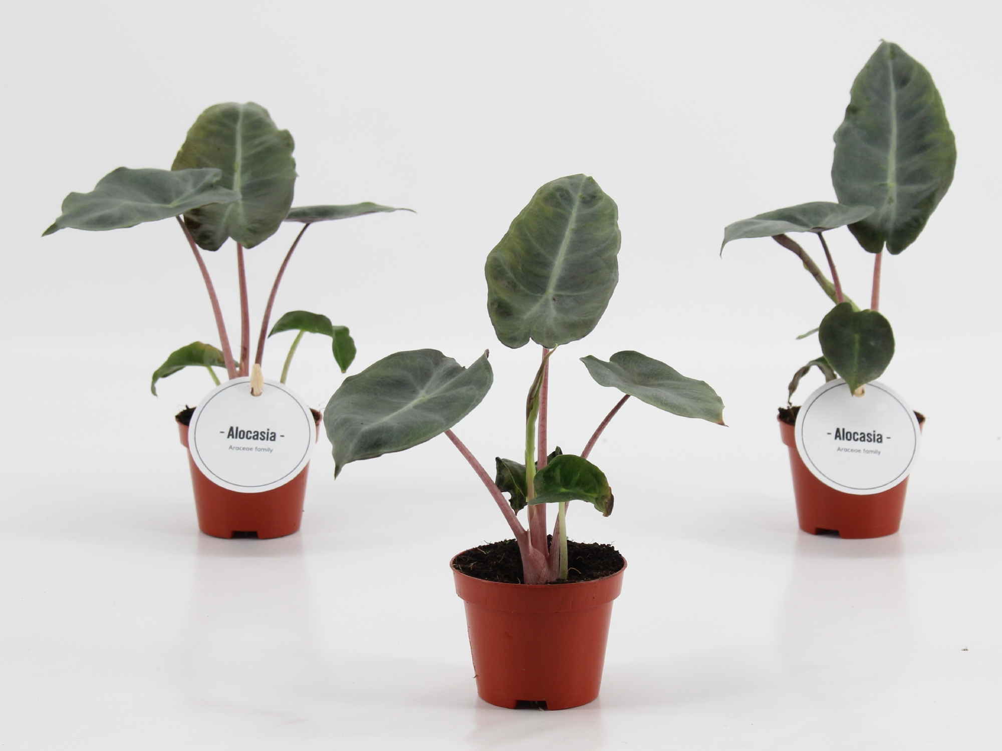 Alocasia Pink Dragon, D 6