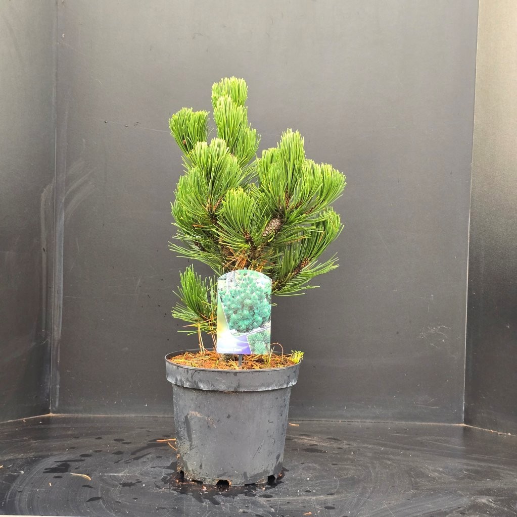 Pinus heldreichii Compact Gem, D 26