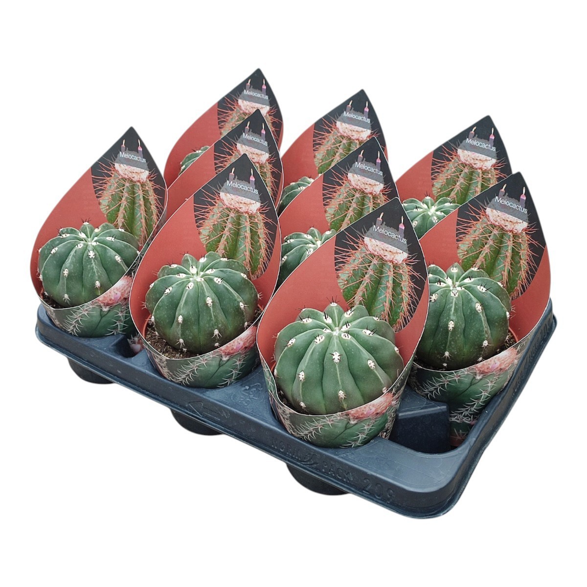 MELOCACTUS MAXONII INERMIS - POT Ø 10,5- WITH POTCOVER (CACTUS), D 10,5