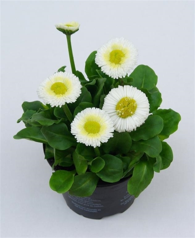 Bellis, Madeliefje, D 9