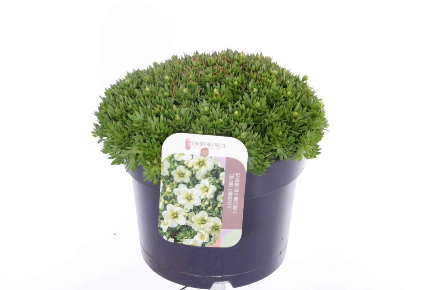 Saxifraga Touran Limegreen, D 17