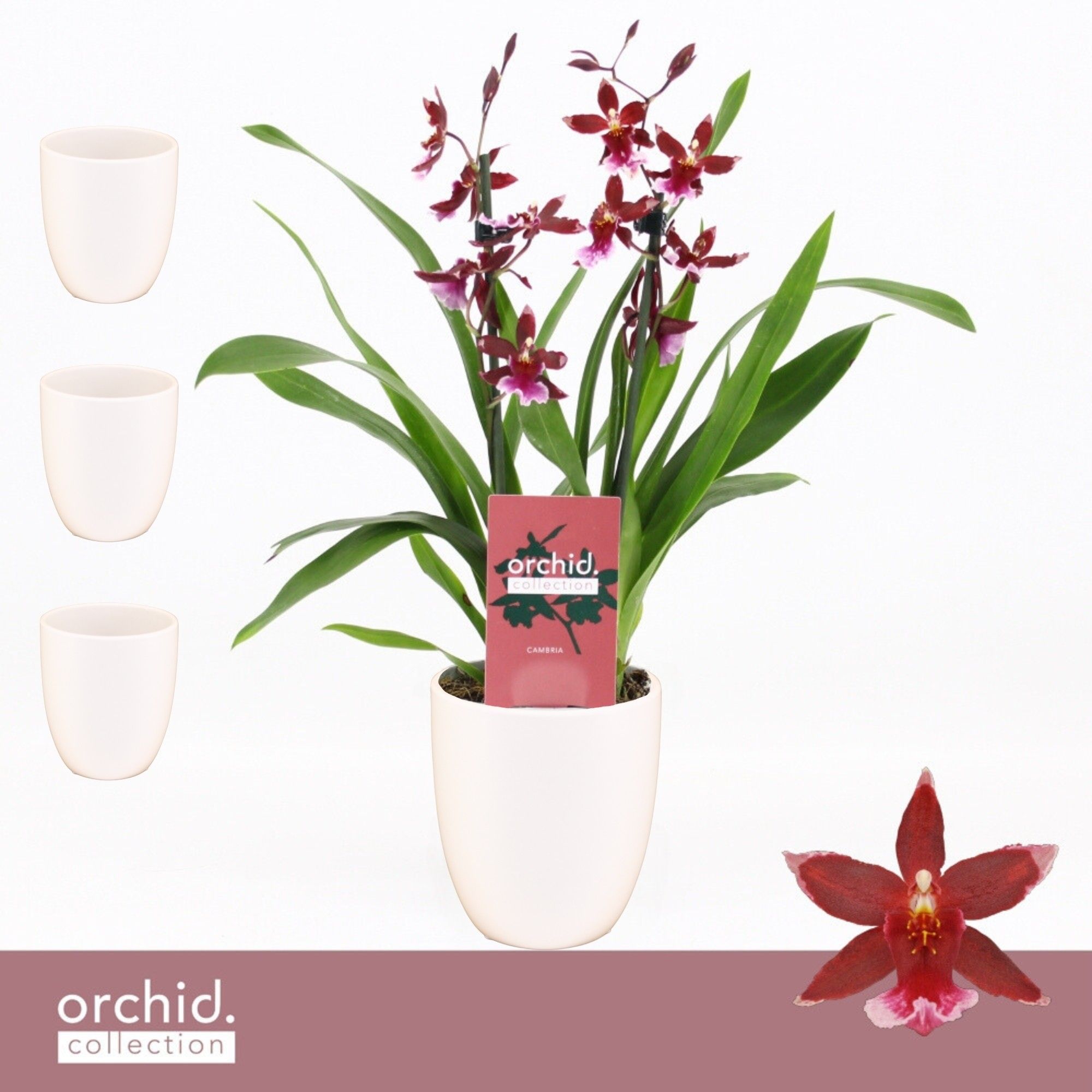 Barrocco Red, 2-spike Compact in Lotte White 'Orchid Collection', D 12