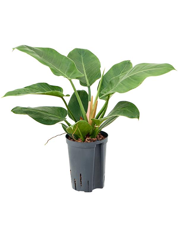 Philodendron 'Imperial Green', D 15 cm