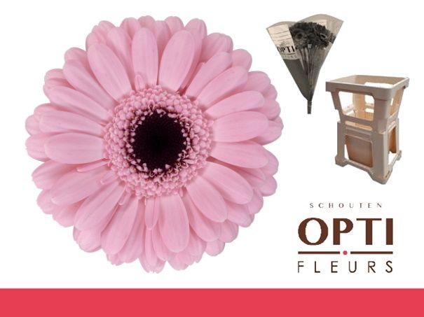 Гермини Смарт, шт.