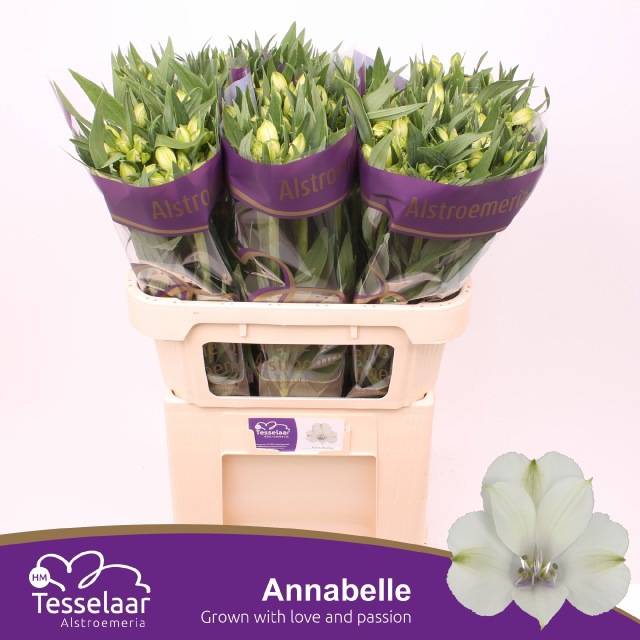 Альстромерия Аннабелль, шт.