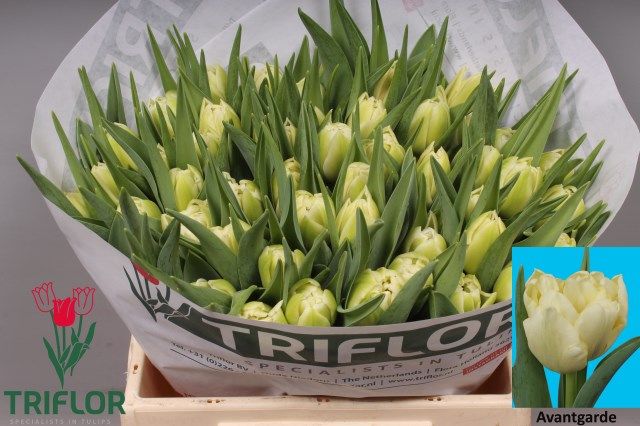 Тюльпан дв. Аван Гард (крем.), шт.