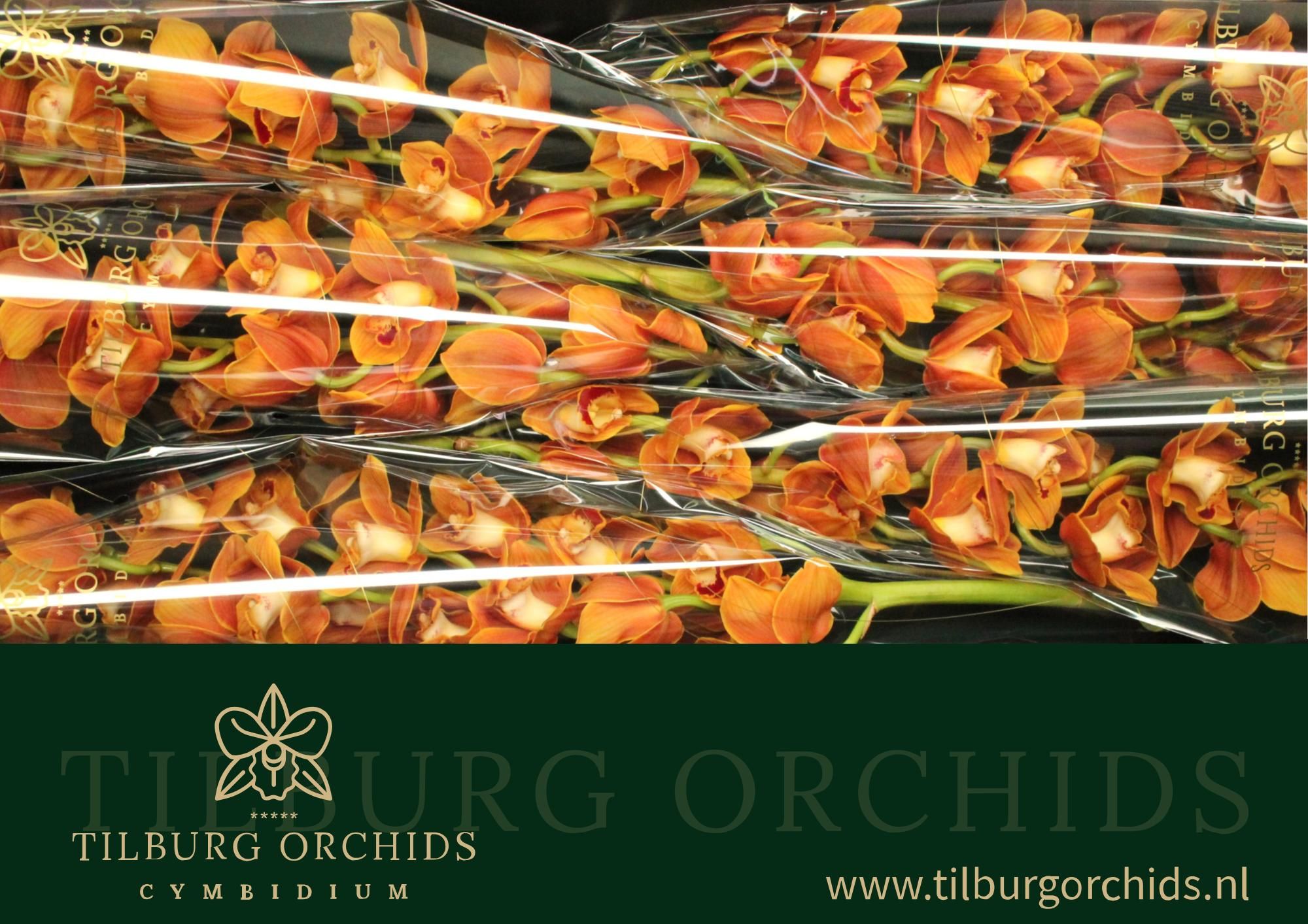 Цимбидиум Балу x6 80, шт.