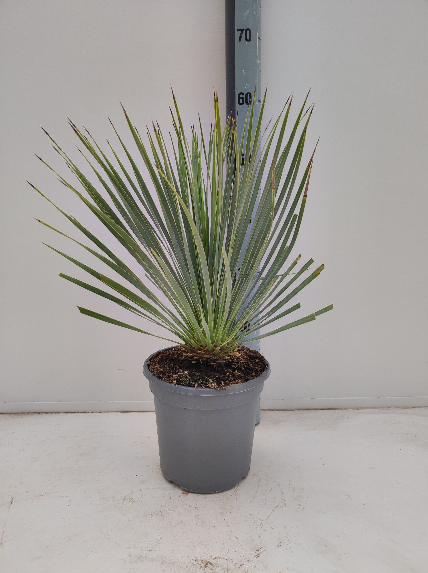 Yucca rostrata, D 19 cm Yucca rostrata, D 19 cm