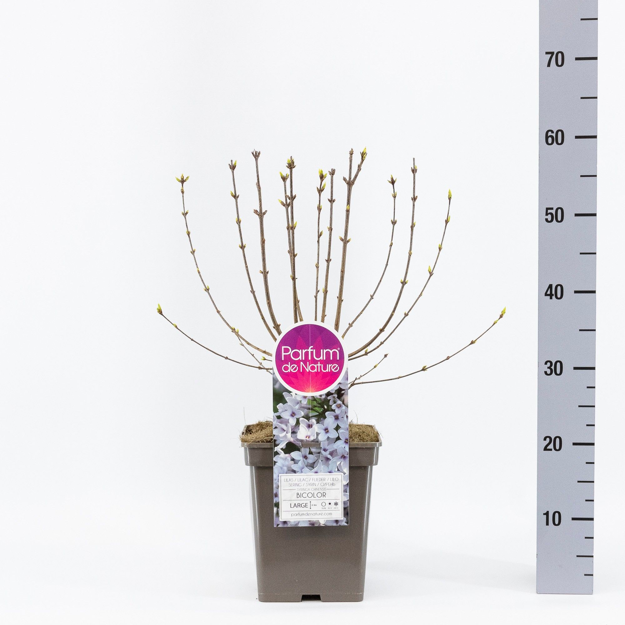 Syringa chin. Bicolor, C5, D 23 cm Syringa chin. Bicolor, C5, D 23 cm