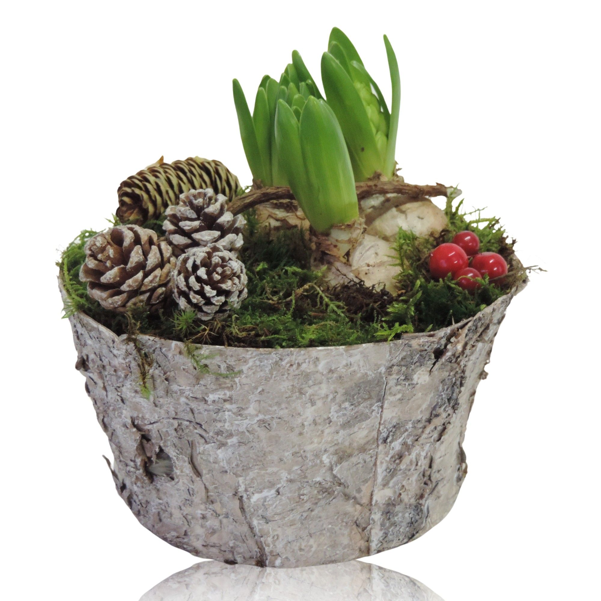 Hyacint 3pp in Berkenpot Betula 20 cm, D 20