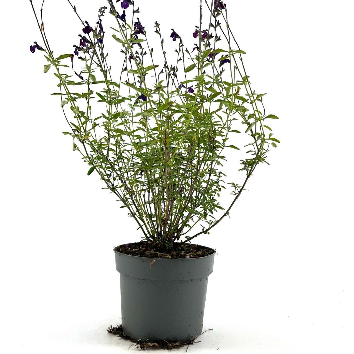 Salvia 'Nachtvlinder', D 17