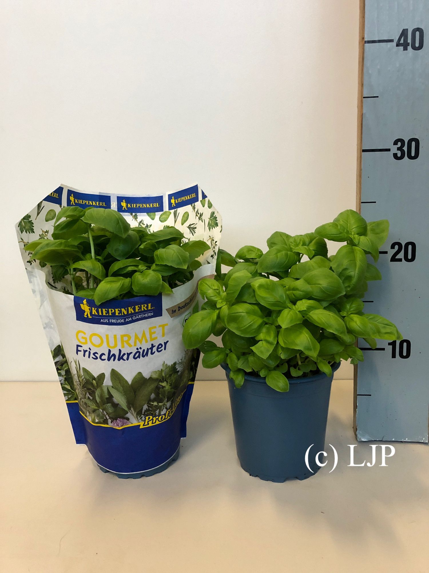 Kiepenkerl Bio Basilikum, D 12 cm