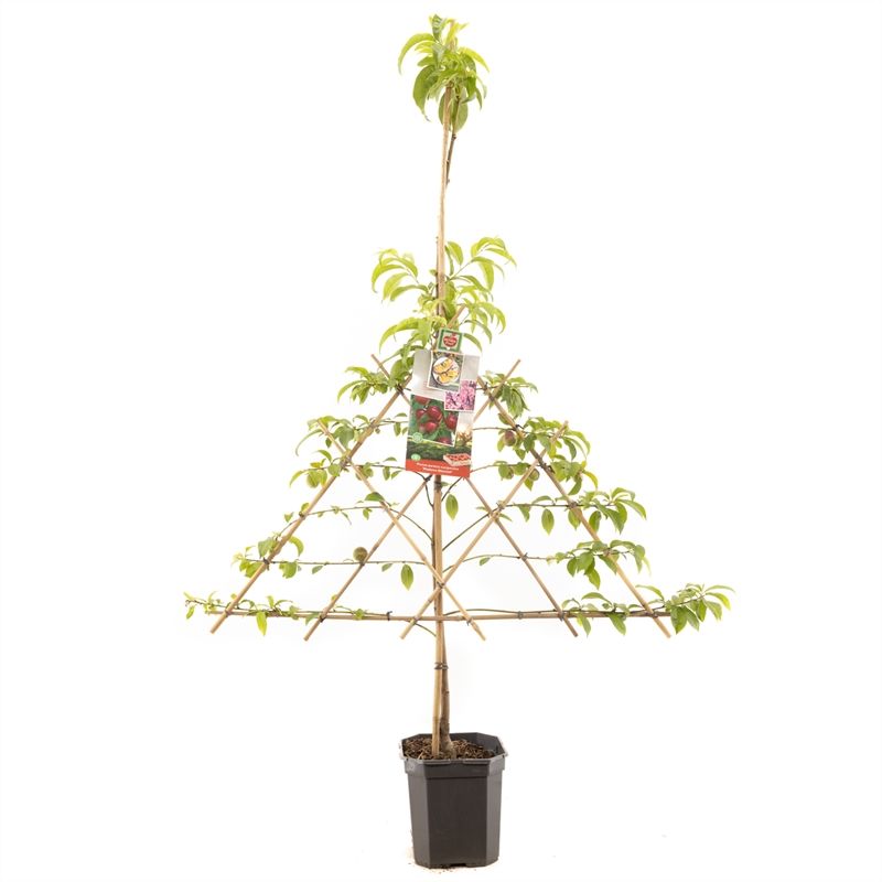 Prunus pers. nuc. M. Blanchet lei Nectarine, D 24