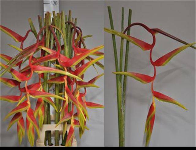 Геликония Секси Скарлет, шт. Геликония Секси Скарлет, шт.