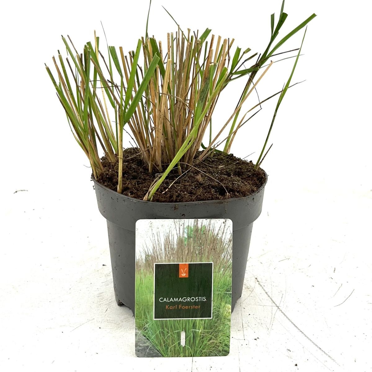 Calamagrostis acut. 'Karl Foerster', D 17