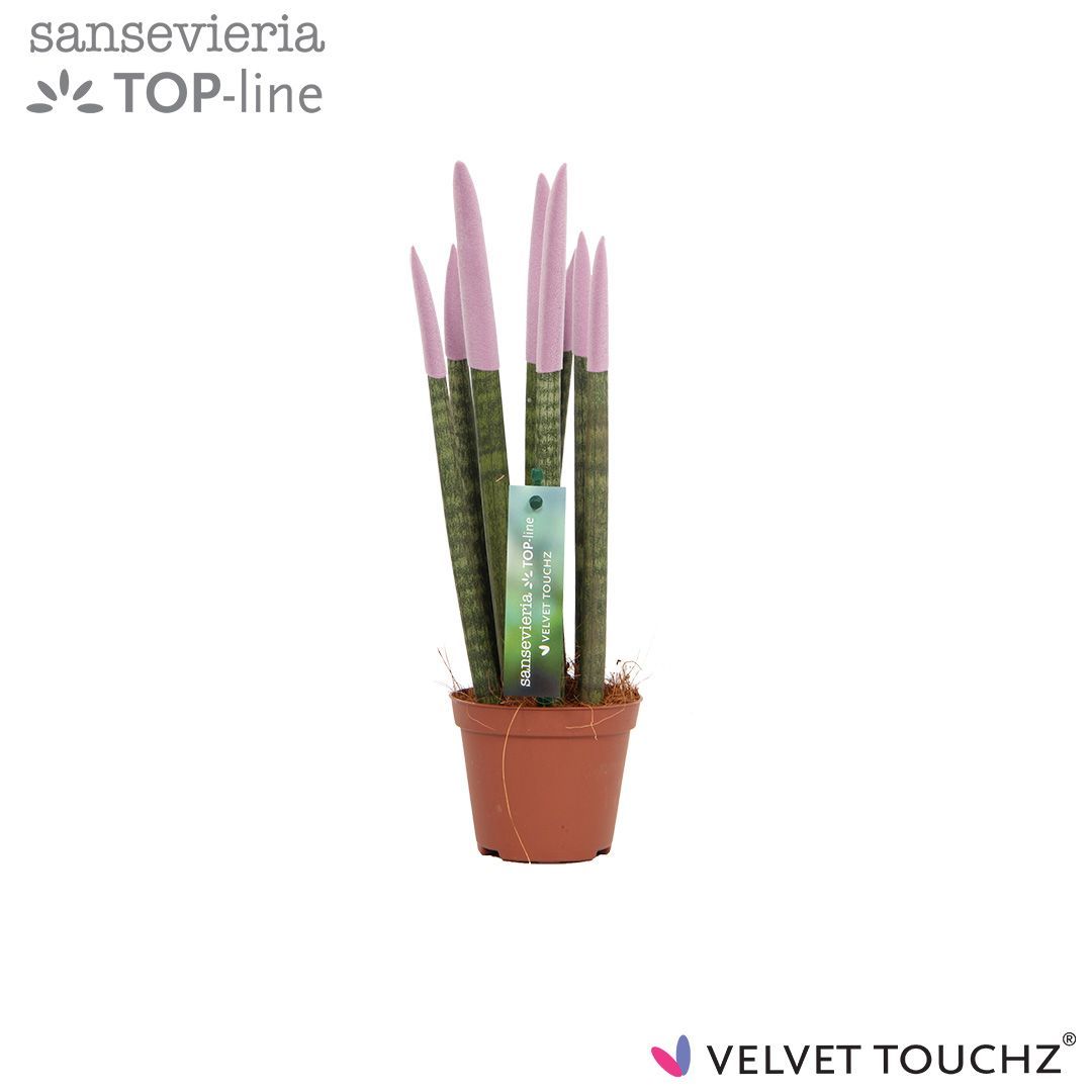 Sansevieria VELVET TOUCHZ® Pastel Paars, D 8,5