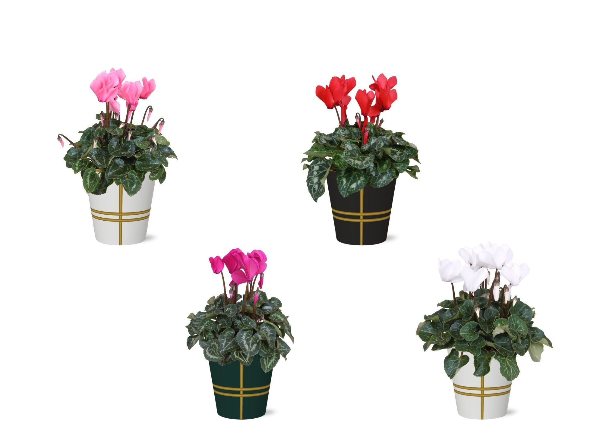 Collectie 'Bubble Collecties' - Cyclamen in Lauri Smartcup, D 12