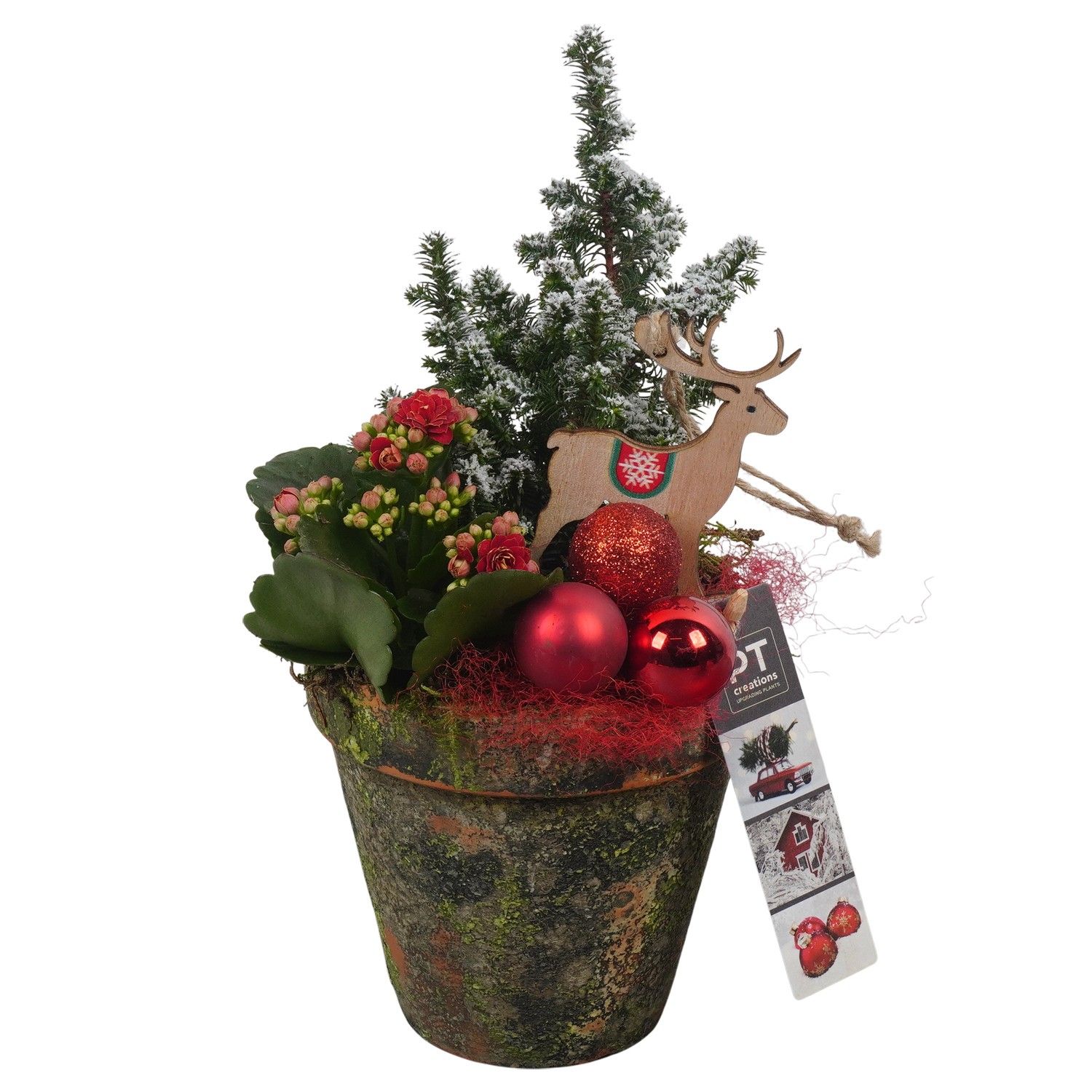 PTCHR7361 Arrangement Christmas Red in terracotta pot, D 13 cm