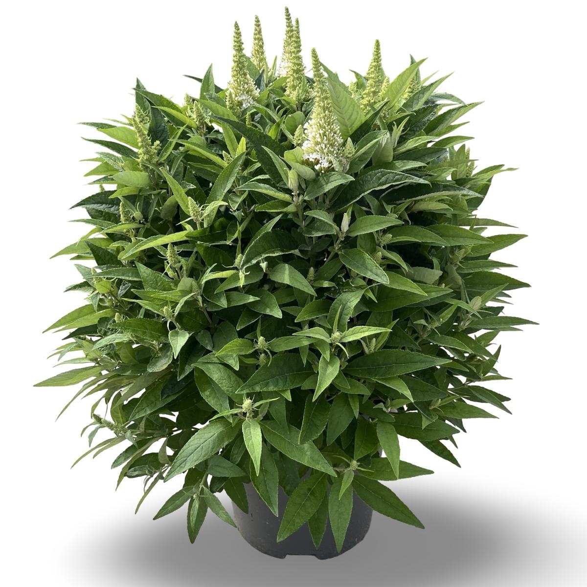 Buddleja d. B. Candy Little White, D 31