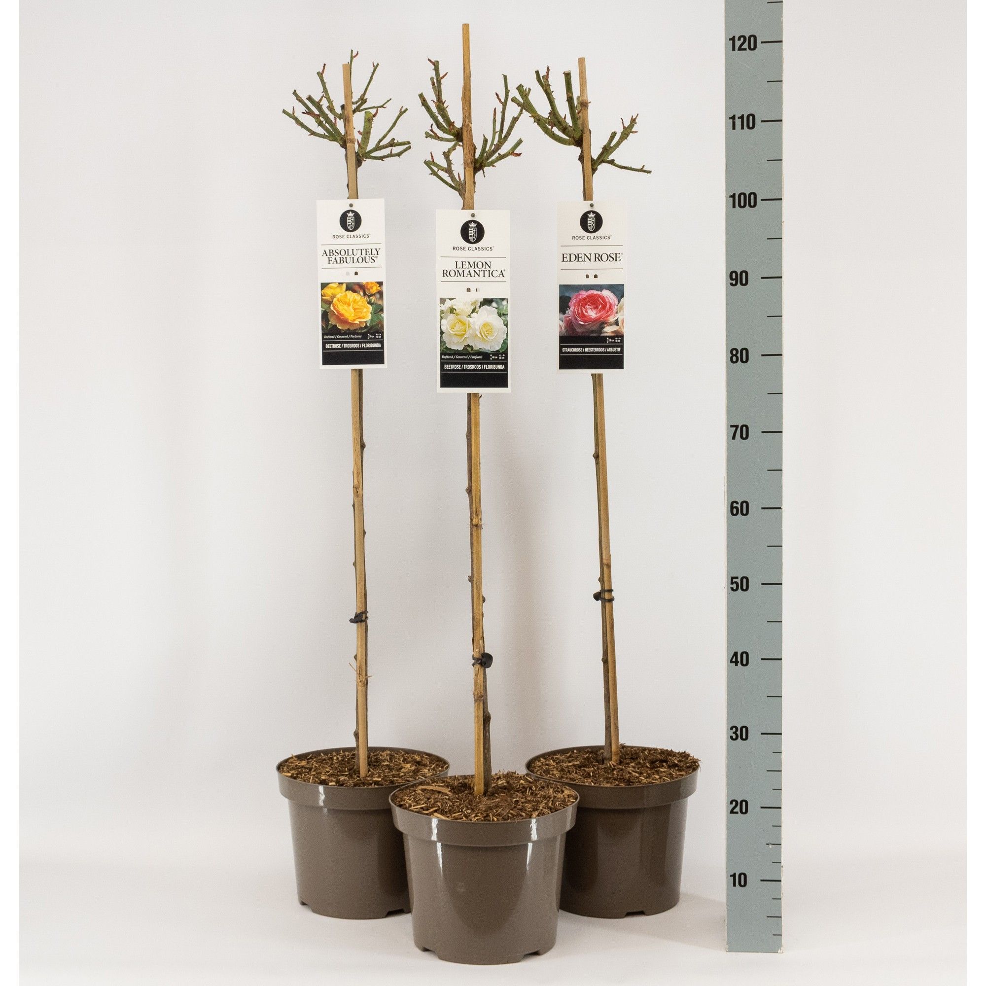 Rose Classics (TH/F) mix, stam 90, C7.5, D 26