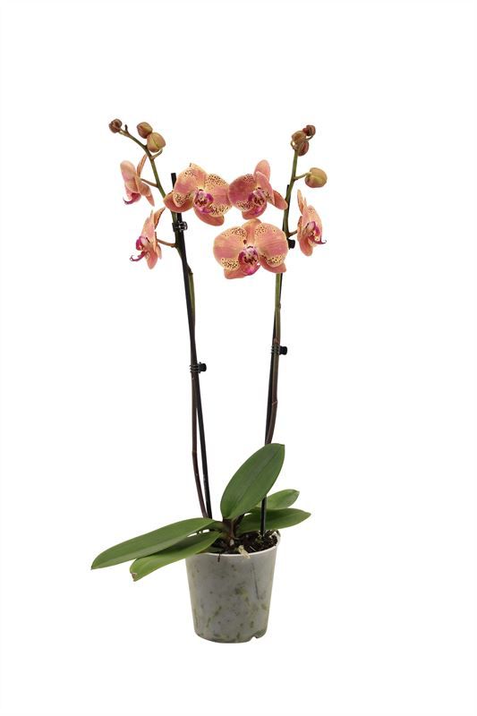 Phal Wild Peach 2T16+, D 12