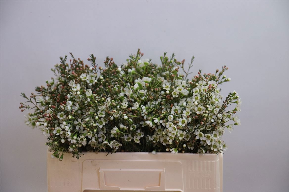 Шамелациум Сириус 50, шт.