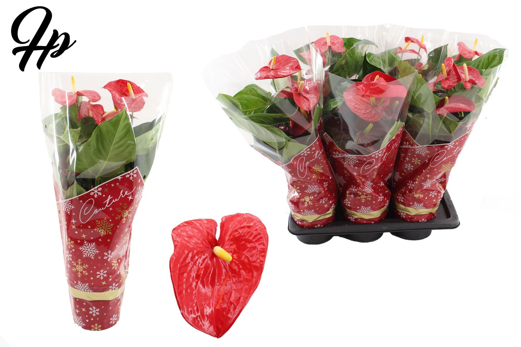 Anthurium 17 cm Turenza in Couture Christmas sleeve, D 17