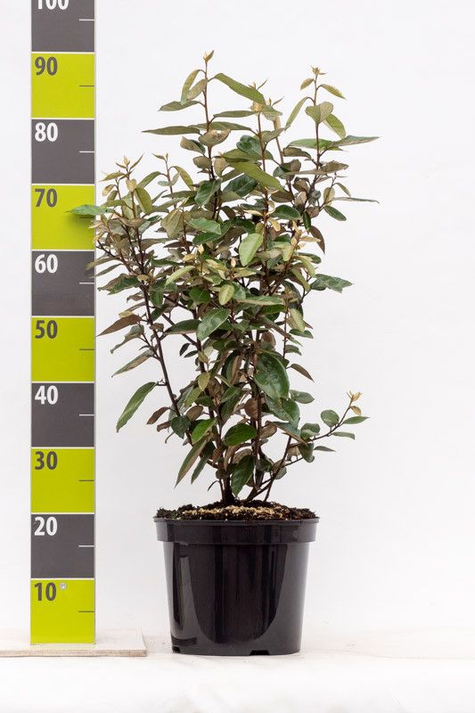 Elaeagnus ebbingei, D 27 cm Elaeagnus ebbingei, D 27 cm