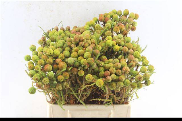 Берзелия Гальпини 40, шт.