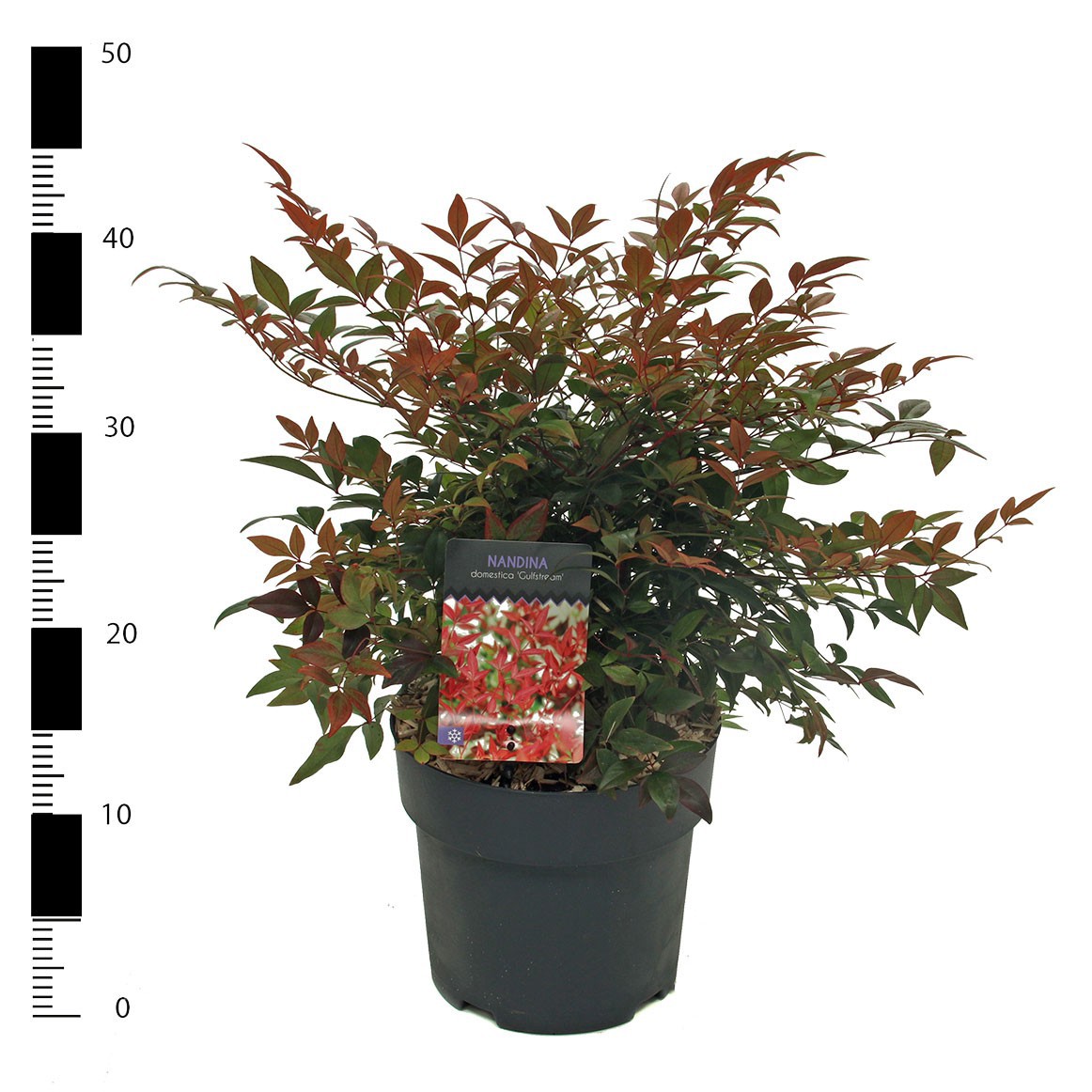 Nandina domestica 'Gulfstream', D 19