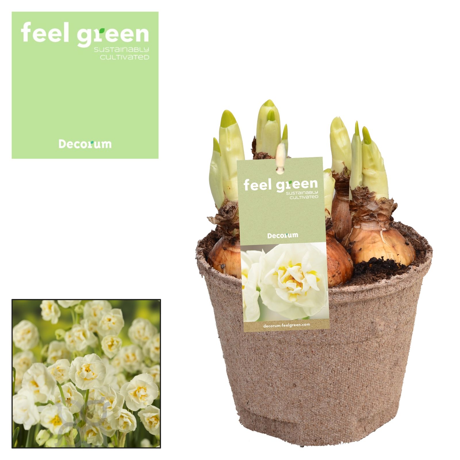 Narcis Bridal Crown FEEL GREEN, D 12