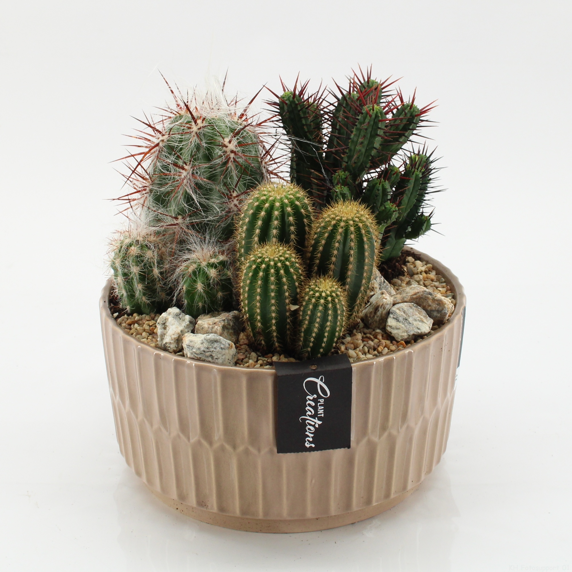 CTCR-2608 Cactus Essentials, D 22