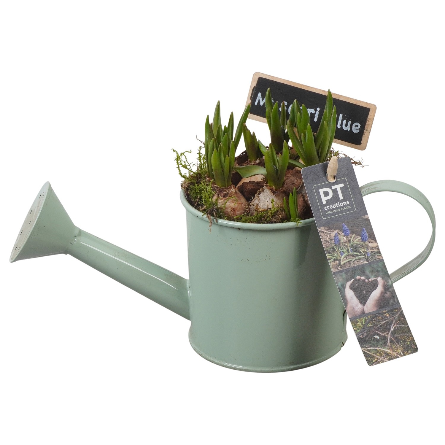 PTMB6125 Arrangement Muscari Blue in zink gieter, D 9