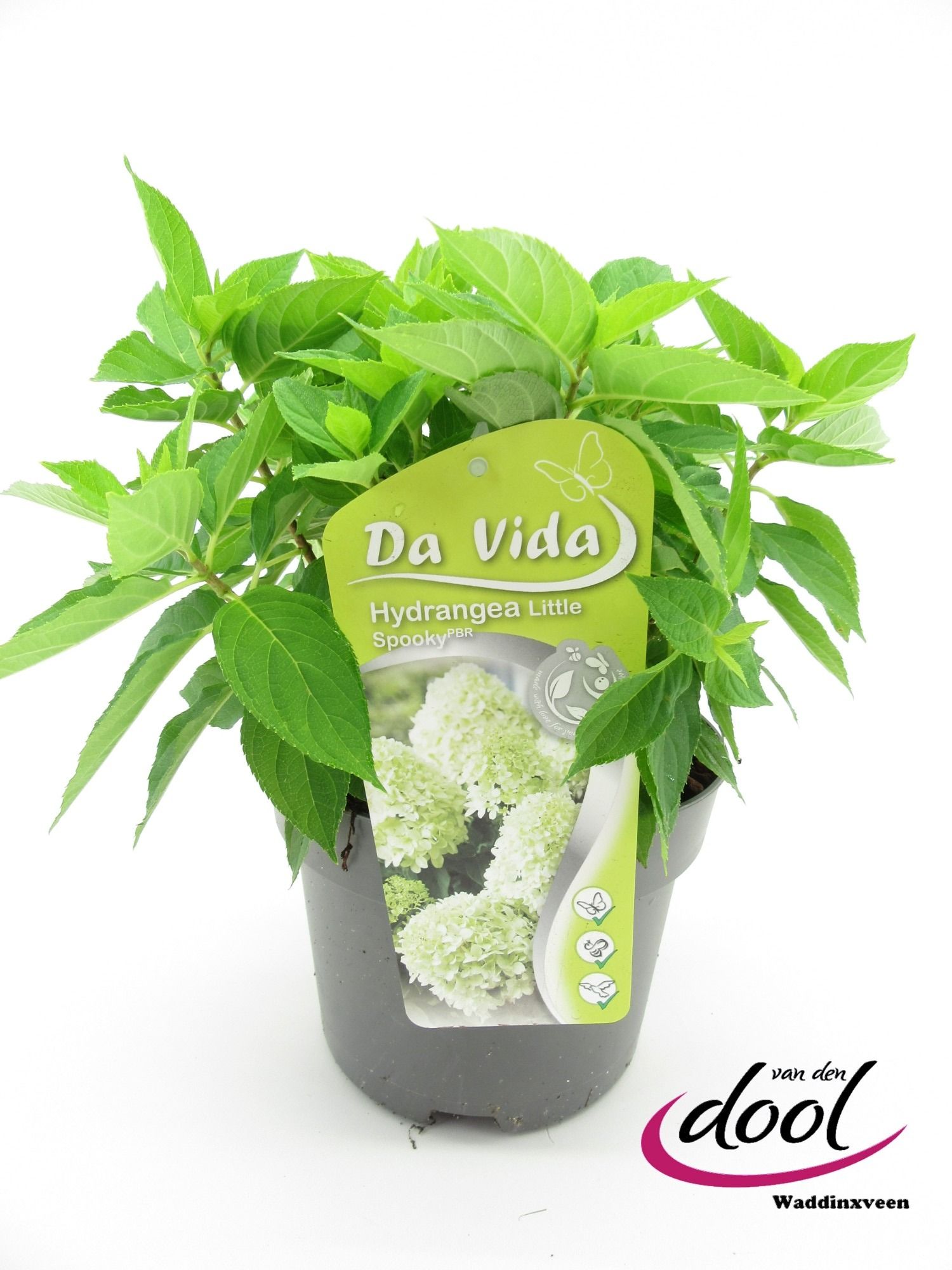 Hydrangea pan. Little Spooky, D 19