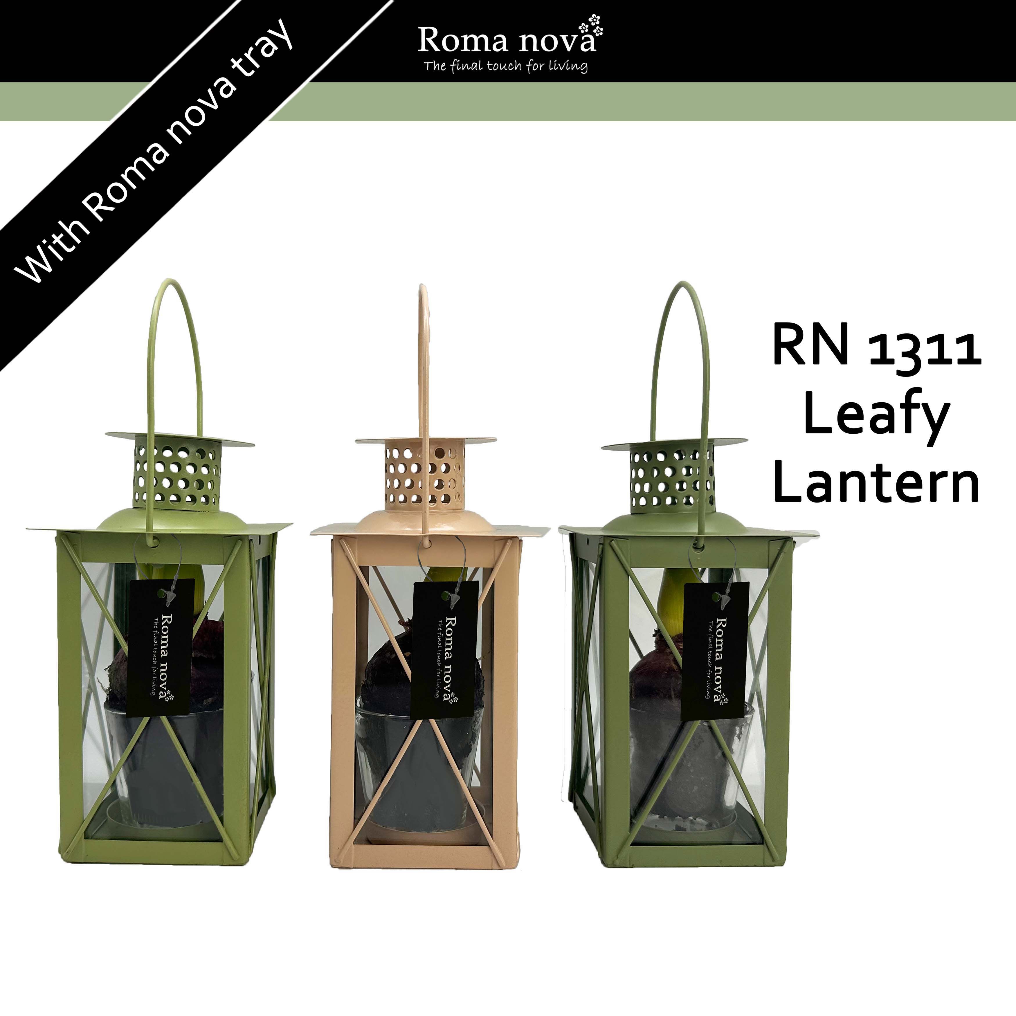 1311 - Leafy Lantern (Hyacint 6cm), D 10 cm