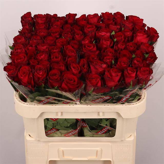 Роза од. Мадам Рэд 70, шт.